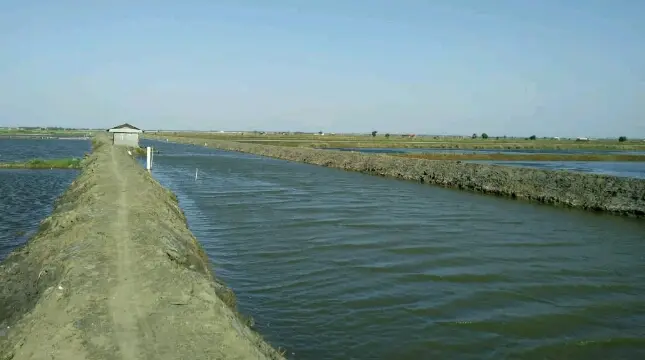 Potensi Kawasan Tambak dan Perikanan Desa Panyingkiran Lor